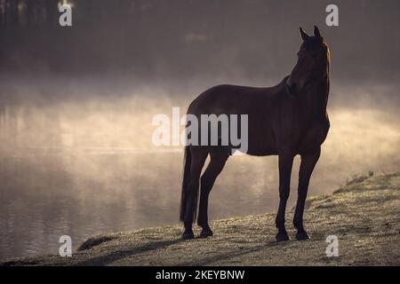 Braunes holländisches Warmblut Stockfoto