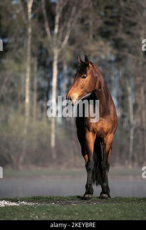 Braunes holländisches Warmblut Stockfoto