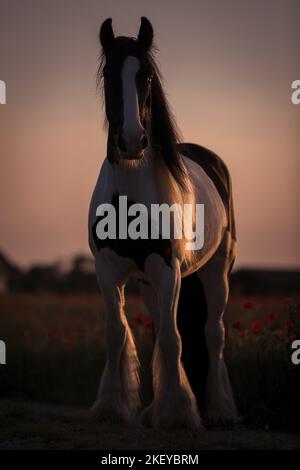 Irish Tinker im Sommer Stockfoto