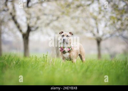 Junge amerikanische Bully Stockfoto