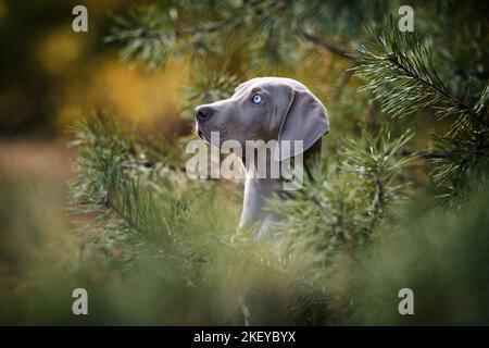 Louisiana Catahoula Leopard Dog Welpen Stockfoto