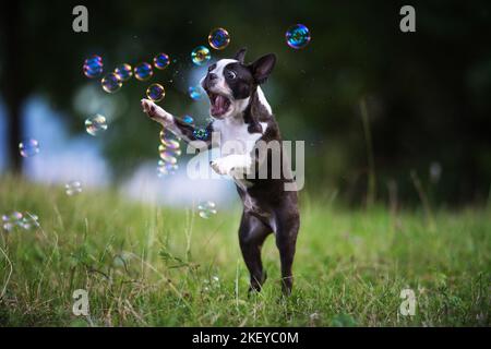 Boston Terrier Welpen Stockfoto