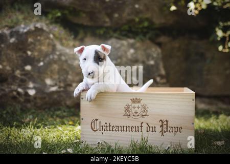 Miniatur-Bullterrier-Welpe in einer Schachtel Stockfoto
