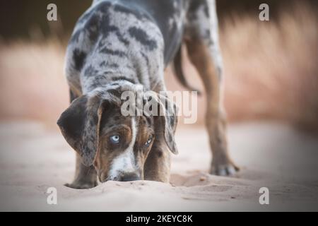 Louisiana Catahoula Leopard Dog Welpen Stockfoto