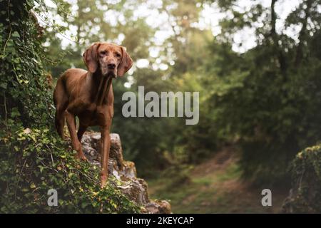 Magyar Vizsla Stockfoto