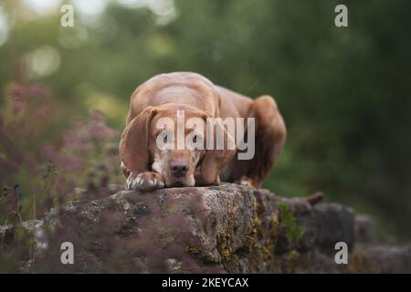 liegenden Magyar Vizsla Stockfoto