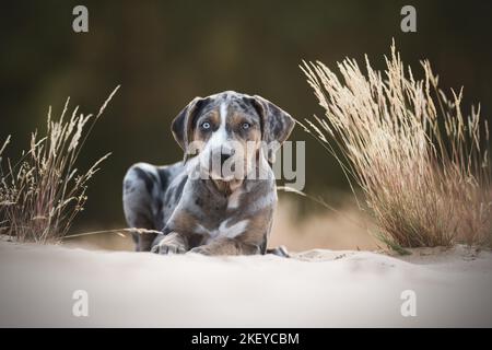 Louisiana Catahoula Leopard Dog Welpen Stockfoto