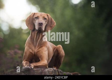 liegenden Magyar Vizsla Stockfoto