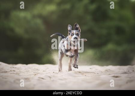 Louisiana Catahoula Leopard Dog Welpen Stockfoto