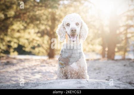 Riesige Pudel Porträt Stockfoto