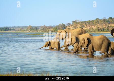 Elefantenherde (Loxodonta africana), die den Fluss in Afrika überquert. Seitenansicht der wilden Tiere im Wasser. Chobe-Nationalpark, Botswana Stockfoto