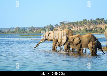 Elefanten (Loxodonta africana) trinken am Rande des Chobe River. Chobe National Park, Botswana Stockfoto