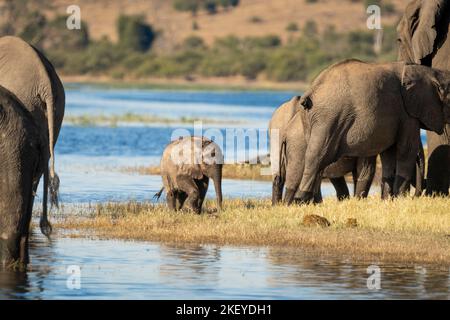 Elefantenbaby mit der Herde (Loxodonta africana) spritzt Wasser und spielt am Rande des Chobe River. Chobe National Park, Botswana Stockfoto