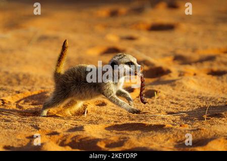 Erdmännchen (Suricata suricatta) mit Skorpion im Mund durchquert eine rote Sanddüne in der Kalahari. Südafrika Stockfoto