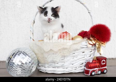 Weißes niedliches Kätzchen sitzt in einem Korbkorb mit Weihnachtsdekorationen auf einem hellen Hintergrund. Vorbereitung auf die Winterferien. Das neugierige Fu am liebsten Stockfoto