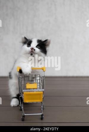 Schwarz-weißes Kätzchen mit einem Einkaufswagen im Supermarkt sieht überrascht aus. Verkaufssaison, bereit zum Kauf. Fröhliche Katze Kindheit. Lustige Foto von Tier Stockfoto