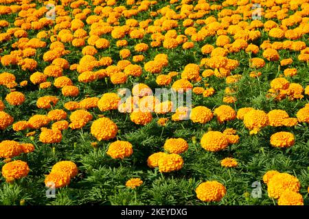Gelbe und orange gefärbte Ringelblumen (Tagetes patula) im Garten an einem sonnigen Tag. Stockfoto