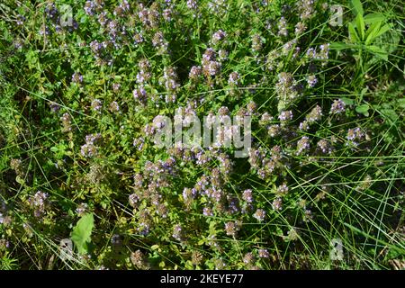 Thymuspflanze mit rosa Blüten. Wilder Thymus auf der Wiese. Stockfoto