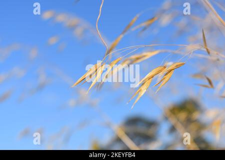 Sonne küsste goldenes Gras Stockfoto