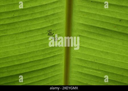 Insekteneier auf der Unterseite eines Bananenblattes als Cluster. Ventrale Ansicht des Bananenblattes Stockfoto