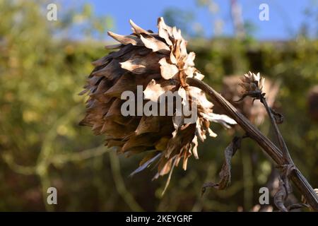 Getrocknete Blütenstände Stockfoto