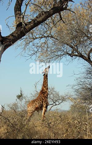 Einzelne Giraffe, die in Veld steht und mit ihren langen Beinen und dem Hals nach oben reicht, um sich von Blättern in einem Baum hoch oben zu ernähren Stockfoto