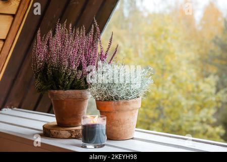 Silberner Busch (Calocephalus brownii oder Leucophyta brownii) und Heideblüte (Calluna Vulgaris) in Lehm-Terrakotta-Gartentopf im Freien. Stockfoto