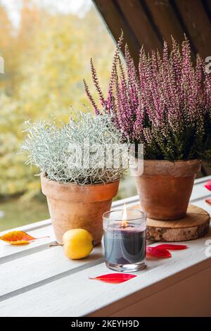 Silberner Busch (Calocephalus brownii oder Leucophyta brownii) und Heideblüte (Calluna Vulgaris) in Lehm-Terrakotta-Gartentopf im Freien. Stockfoto