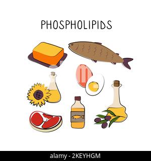 Phospholipid-haltige Lebensmittel. Gruppen von gesunden Produkten, die Vitamine und Mineralien enthalten. Obst, Gemüse, Fleisch, Fisch und Milchprodukte Stock Vektor