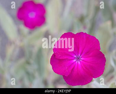 Nahaufnahme der leuchtend rosa-magentafarbenen Blüte von Rose campion oder Silene coronariain, die Rückseite ist eine andere, vage Stockfoto