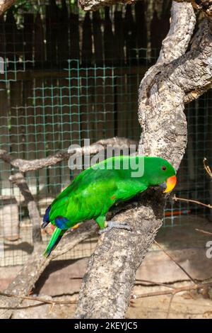 Edler grüner und roter Papagei Eclectus roratus auf einem Ast Stockfoto