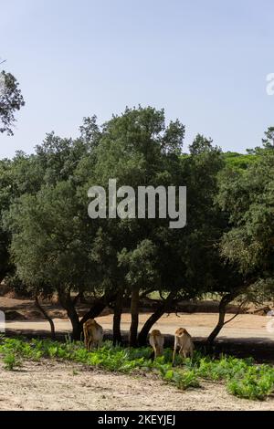 Herde kleiner Antilopen, die im Schatten der Bäume grasen Stockfoto