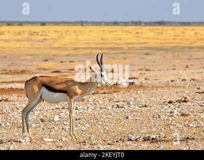 Isolierter Springbok, der von goldenem Sonnenlicht beleuchtet wird und auf den offenen afrikanischen Ebenen im Etosha National Park steht, Stockfoto