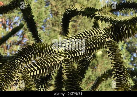 Affe Puzzle Baum Stockfoto
