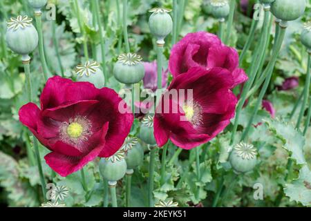 Opiummohn 'Laurens Grape', Papaver somniferum 'Laurens Grape', schalenförmige, satte violette Blüten, Stockfoto