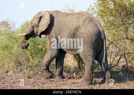 Genießen Sie einen Nachmittagssnack. Ganzkörperaufnahme eines Elefanten in freier Wildbahn. Stockfoto