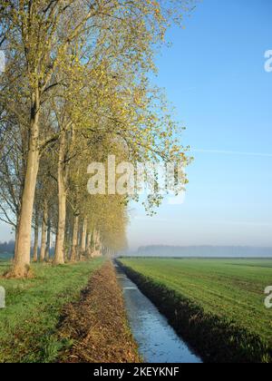 Grünes Feld in der Nähe von Graben und Baumgrenze im niederländischen Polder von flevoland am sonnigen Morgen Stockfoto