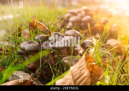 Pilze aus Honigpilzen wachsen im Herbstwald in der Nähe eines alten Stumpfes an einem sonnigen Sommer- oder Herbsttag. Selektiver Fokus flacher Freiheitsgrad Stockfoto