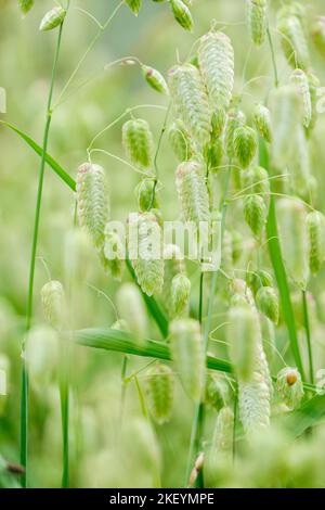 Briza maxima, größeres quakendes Gras, großes quakendes Gras, Perlengras, Briza Major jährliche Grasrispen flach, eiskfarben, blassgelbe Stacheletts Stockfoto