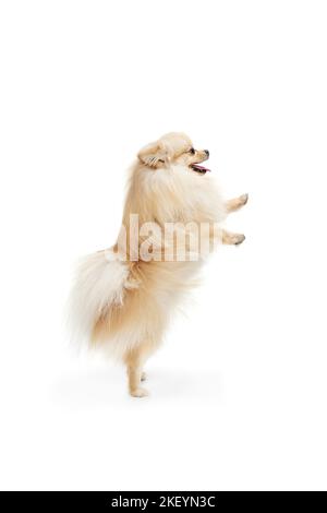 Kleine reinrassige Hund, cremefarbene pommersche Spitz Hund isoliert über weißen Studio Hintergrund. Haustiere sehen glücklich, gepflegt und ruhig aus. Pflege, Mode, Tier Stockfoto