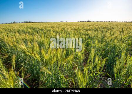 Weizenernte mit Halbzwerg, die auf einem Grundstück im Nordwesten von New South Wales, Australien, wächst Stockfoto