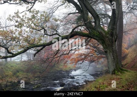 Bäume, die die River Tees an einem mistigen Herbsttag überhängen, North Pennines, Teesdale, County Durham, Großbritannien Stockfoto