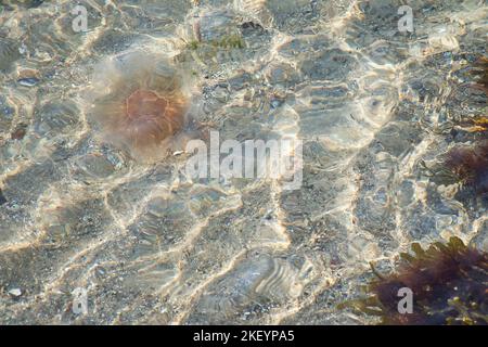 Feuerquallen an der Küste, die im Salzwasser schwimmen. Sand im Hintergrund in Wellenmuster. Tierfoto aus der Natur Stockfoto