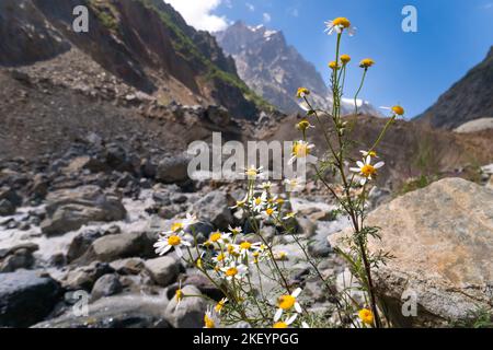 Nahaufnahme von wachsenden Gänseblümchen vor dem Hintergrund verschwommener Berge, Flüsse und Felsen an einem sonnigen, hellen Tag. Stockfoto
