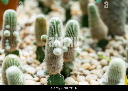 Nahaufnahme eines kleinen niedlichen Kaktus in einem Garten, alle kleinen Kaktus zusammen, weißer Kieselstein auf dem Boden. Stockfoto