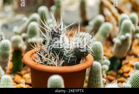 Nahaufnahme kleiner niedlicher Tephraktus in einem braunen Tontopf im Garten, umgeben von kleinen Kakteen zusammen, braunen Kieselsteinen auf dem Boden. Stockfoto