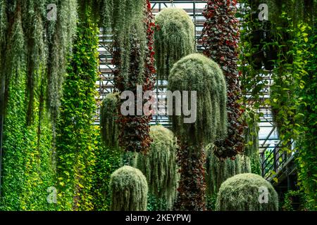 Viele Pflanzentöpfe hängen unter der hohen Decke, Blick auf das schöne Grün von hängenden Pflanzentöpfen. Wurmaugen sehen hängende Pflanzentöpfe. Stockfoto