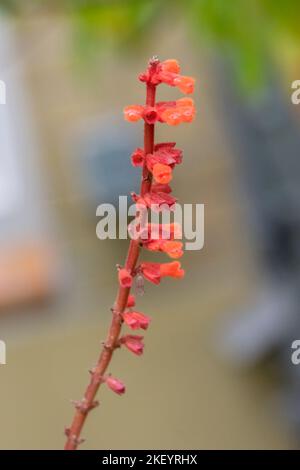 Nahaufnahme Salvia Confertiflora Pohl Plant In Amsterdam Niederlande 28-10-2022 Stockfoto