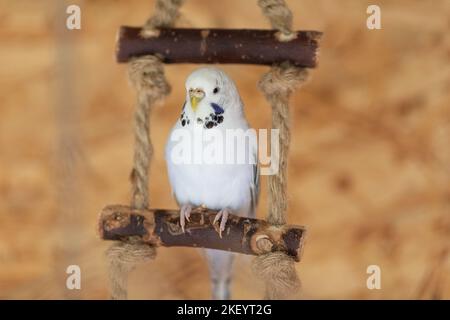 Wellensittich Stockfoto