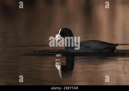 Ein schöner eurasischer Ruß (Fulica atra), bekannt als gewöhnlicher oder australischer Ruß, der in einem Teich schwimmend ist Stockfoto